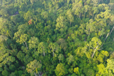borneo rainforest