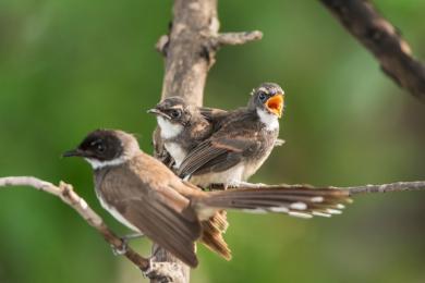 birds of borneo