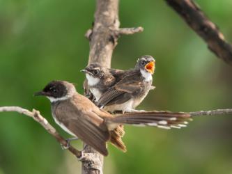 birds of borneo